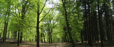 bossen tegen klimaatverandering
